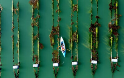 Start-ups see sustainable future in seaweed farming