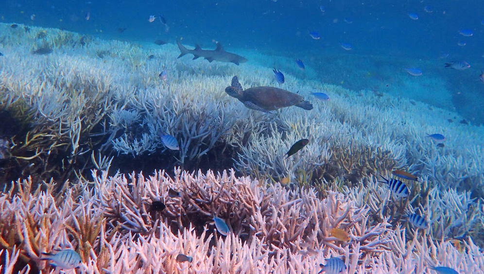 We can’t pretend we’re doing enough if we want to give the Great Barrier Reef a chance to survive